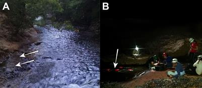 Adaptive shift of active electroreception in weakly electric fish for troglobitic life
